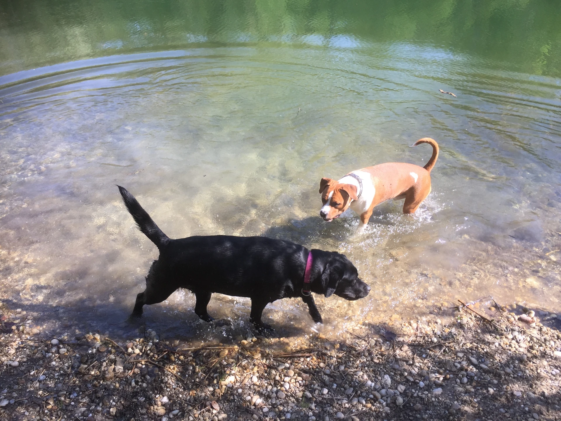 Hund auf einer Wanderung