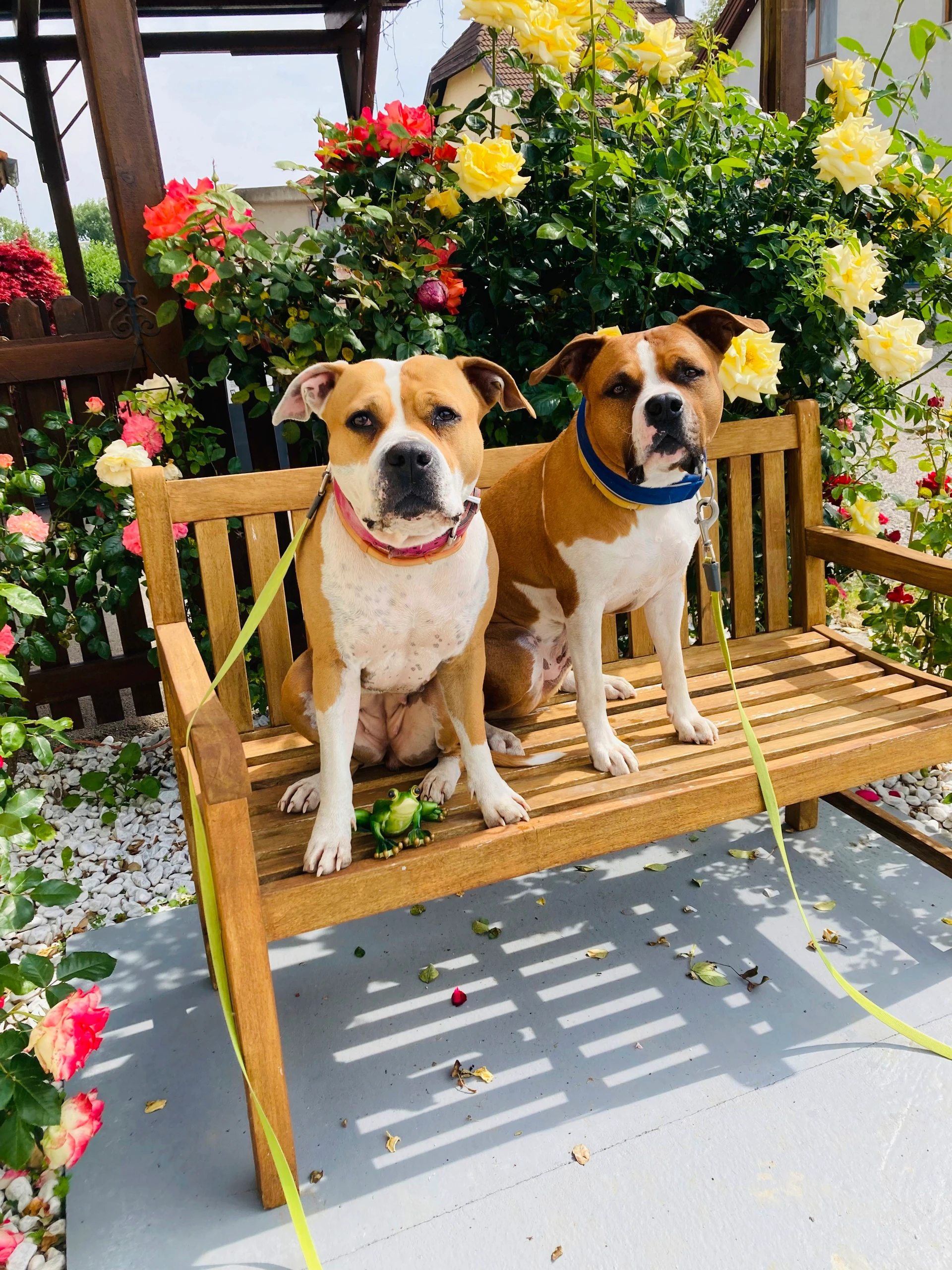Erfolge in der Hundeausbildung