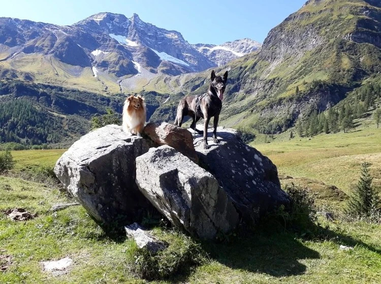 Unterwegs mit der Hundegruppe