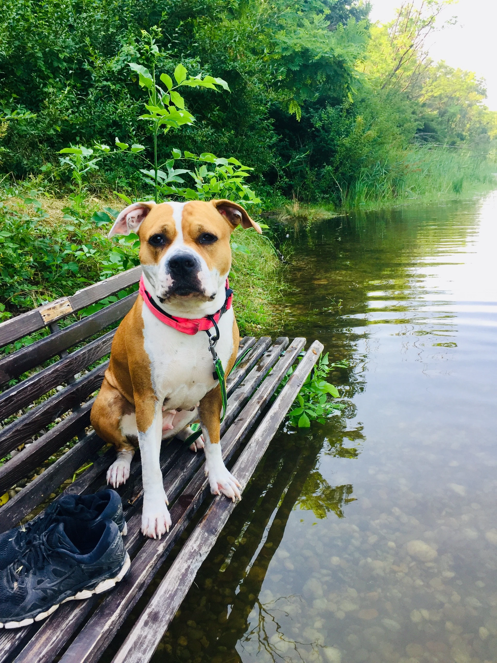 Sarah Gaderers Hund