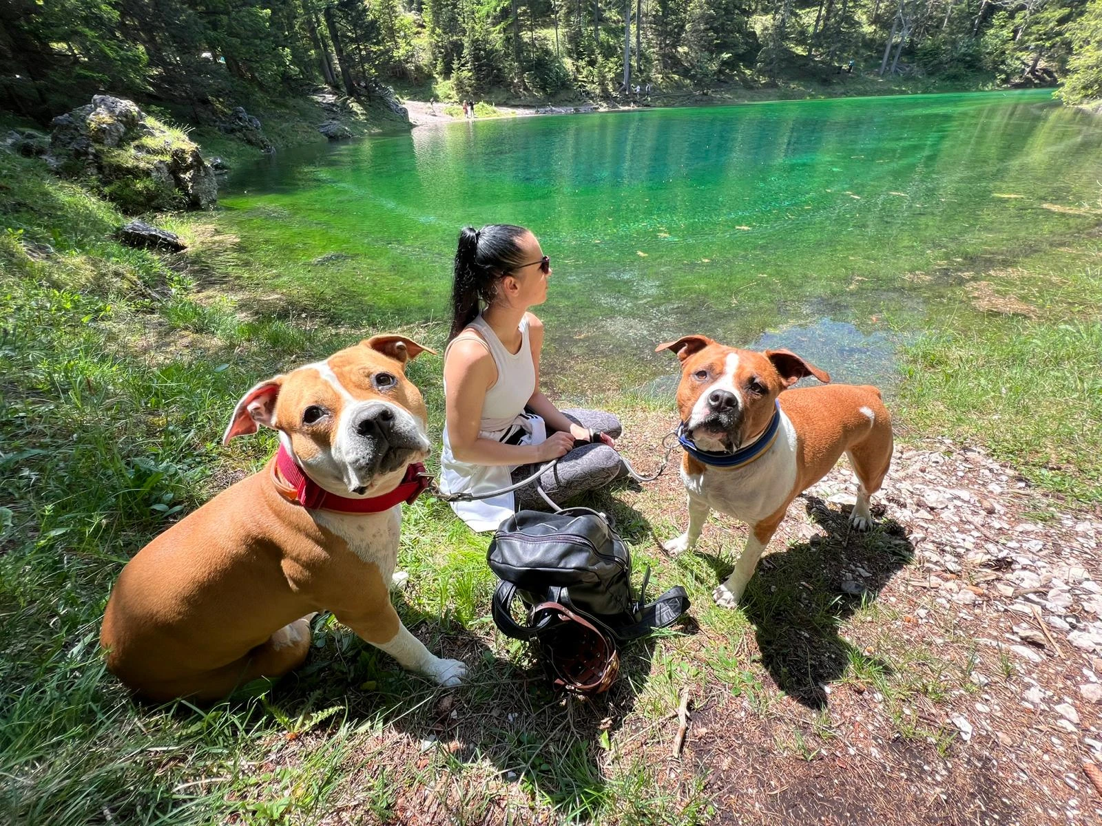 Hund auf einer Wiese