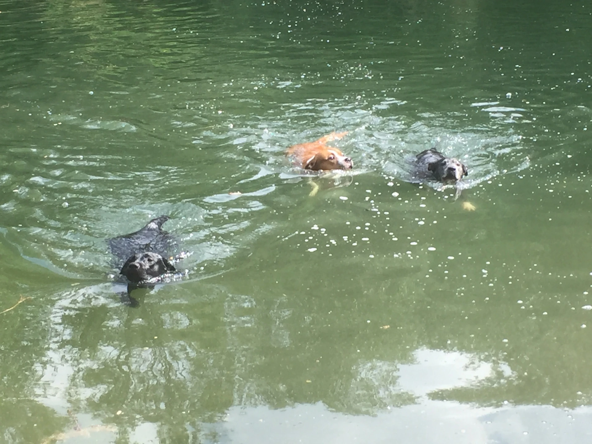 Eindrücke einer Hundewanderung